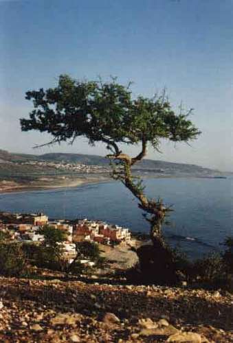 scene from MOROCCO